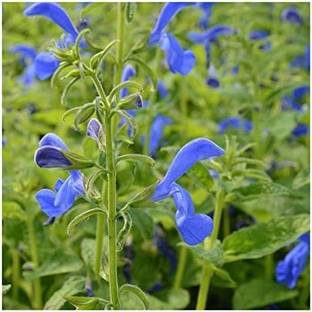 CYBEXIS Salvia Patens/Gentian Salvia/Intense Blue Flowers/Seeds Seed