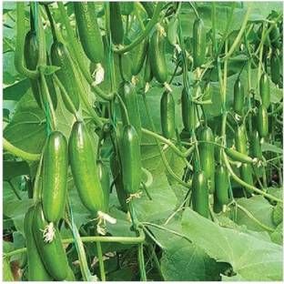 cucumber. F1 hybrid cucumber seeds very good testy highest yield Verity Seed