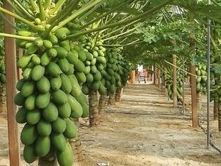 BISWAS papaya seeds Seed