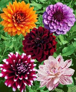 Finiox dhalia flower seeds Seed