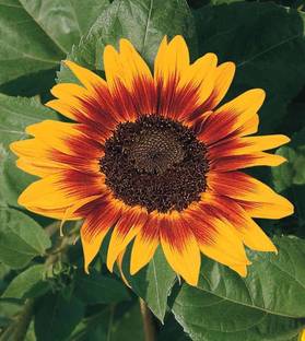 Dharma Hybrid Premium Sunflower, Surjomukhi, Suryamukhi Seed