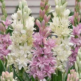 BDSresolve rajanigandha flower bulbs/Tuberose flower seeds 18 Seed