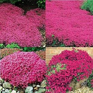 NooElec Seeds India Magic Red Creeping Thyme Seeds for Planting Heirloom Seed