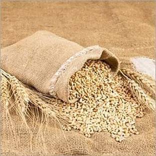 STOKIYA STOKIYA Wheat Seeds, DBW 303 , & Agriculture (Kheti ), Gehu Ka Bheej (25 KG ) Seed