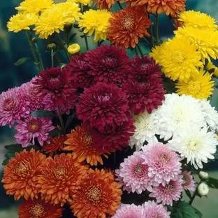 Aro Chrysanthemum mix Seed