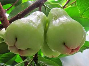 Kapebonavista Safed Jamun Jambu White Guava Love Apple Plant Seed