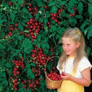 Qualtivate XXX-3A Sweet Million Hybrid Tomato Seed