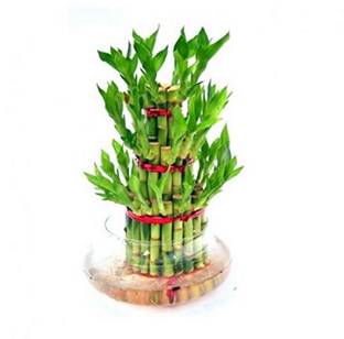 AGAMI Green 3 Layer Lucky Bamboo Indoor plant for Feng Shui With Big Round Glass Pot & Colored Jelly Balls Seed
