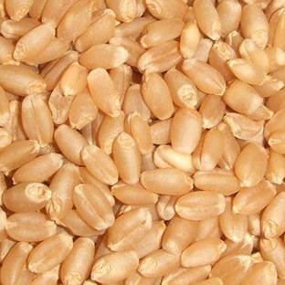 STOKIYA STOKIYA Wheat Seeds, DBW 231 , & Agriculture (Kheti ), Gehu Ka Bheej (40KG ) Seed