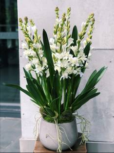 BRDSRESOLVE Rajnigandha flower bulbs Seed