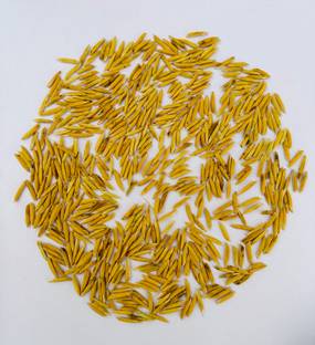 SANT SEED LLP PUSA BASMATI 1885 PADDY SEEDS & FARMING & AGRICULTURE SOWING (Khet/Dhan) 2KG Seed