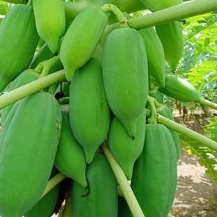 SeeGreen Red Lady F1 Hybird Papaya Taiwan 786 Variety, Papaya Hybird Seed