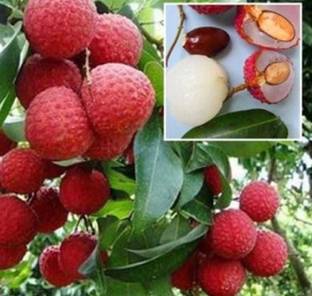 Oliver litchi,lichi.lichyee Seed