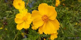 CYBEXIS Cosmos Sulphureus - Sulfur Cosmos Seed