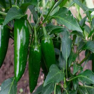 Arshiayat Hybrid Chilli Seeds, Bullet Mirchi Seed