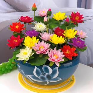 Crapulous Japanese Lotus Flower Seeds | 12-Color Mix | 95% Germination Rate Seed