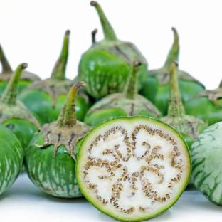 UGRA Thai Petch Siam Eggplant Seed