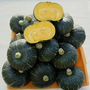 Aywal Organic Pumpkin Seeds Kaddu Kolu Seed