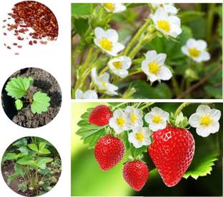 seedx Strawberry Seed