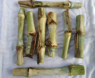 Nak TAIWAN GIANT KING GRASS STICKS SEED MULTI CUT Seed