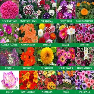 Greenery Hub 20-Flower Seeds Combo Mix Seed