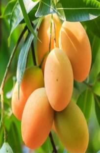 HYBRID 1 pcs mango fruit seeds Highest yield very testy fruits Seed