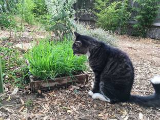 VibeX ® VXI-4 Cat Grass (Sweet Oat Grass) Seed