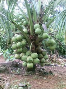 CELEBSHINE coconut Seed