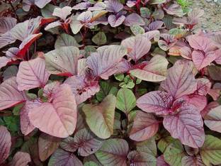 Hmr Red spinach (Amaranthus dubius) Seed