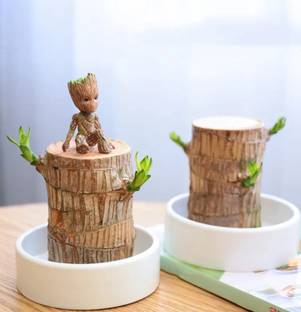 SBGARDEN Lucky brazilian wood plant indoor, Brazil lucky wood plant indoor Seed