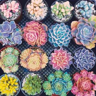 RRNURSERY Succulents mixed seeds Seed