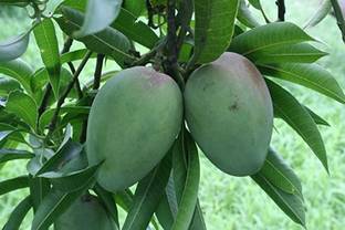 Kapebonavista Kapebonavista Live Chaunsa Mango/Aam Grafted Fruit Plant Seed