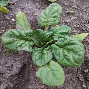 CYBEXIS XLR-40 - Giant Nobel Spinach - (250 Seeds) Seed