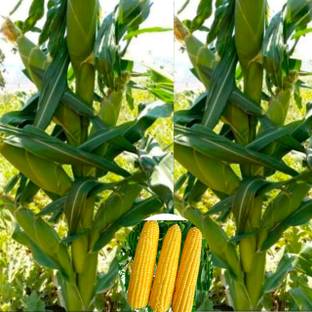 HYBRID 100g corn makka seeds Highest yield variety long bhutta Seed