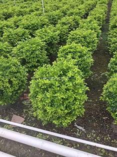 Kapebonavista Duranta Speciosa Live Plant Seed