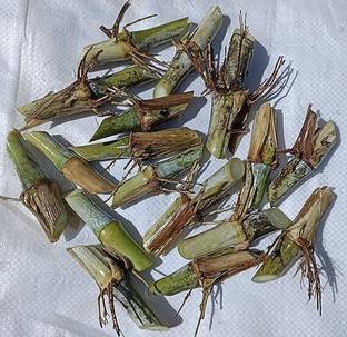 Pbevergreen super napier grass stick for plantation Seed
