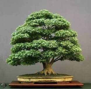 MAA Maple Seed