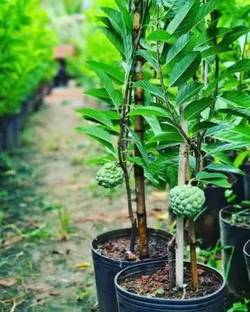 MAA Custard Apple, sitafal, sitaphal Seed