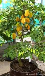 Chalisa Carambola, Star fruit Seed