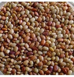 ANDARISTORE Horsegram / Kattu Kollu / Kulthi / Kollu Paruppu Seed