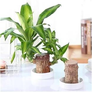 BRAZILIAN WOOD TREE Original Brazilian Lucky Wood Live Stick Plant Seed
