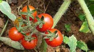 SM Exports Tomato - Arka Saurabh Tomato vegetable seeds - pack of 2000 seeds. Seed