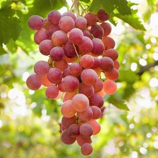 M-Tech Gardens Rare Hybrid Grape " Suffolk Red " Exotic 20 Seed