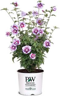 NooElec Seeds India All Seasons Dwarf Hibiscus Purple Pillar Flower Seed