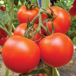 KrishnaSheeds Tomato Seed