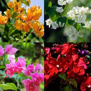 LPR MIX COMBO, FLOWER COMBOO Seed
