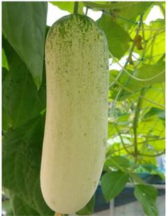 VibeX ® VMR-708 Desi Cucumber (Large Variety) Seed