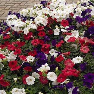 VibeX PAU-45 - The Flag Easy Wave Petunia Flower Mix - (60 Seeds) Seed