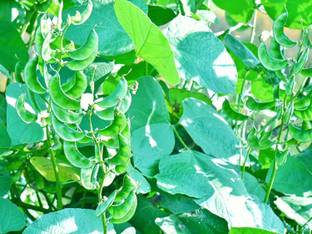 CHILLATAI Broad Beans/Avarakai Seeds Best for Home and Terrace Garden Seed