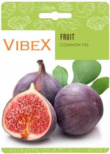 Biosnyg Common Fig Fruit Seeds-[50 Seeds] Seed